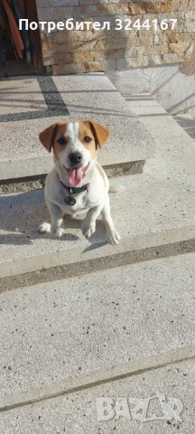 Джак Ръсел, снимка 2 - Джак ръсел териер - 51026887