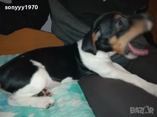 КУТРЕ//ПАЛЕ ДЖАК РЪСЕЛ НА 3 МЕСЕЦА-МОМИЧЕ 2411251124, снимка 10 - Джак ръсел териер - 52521058