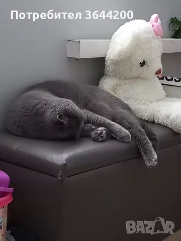 Продавам Британец кастриран,кротък на 4години с паспорт и всички ваксини,обезпаразитен.