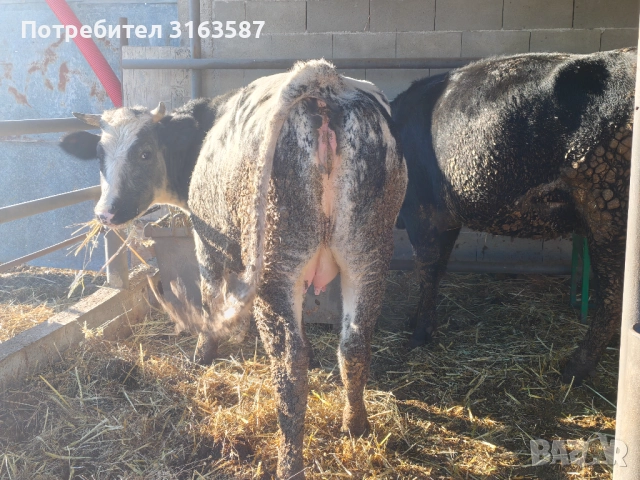 Заплодени юници и крава