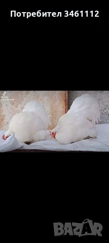 продавам петлета мини кохин 10 бройки може и ярки!