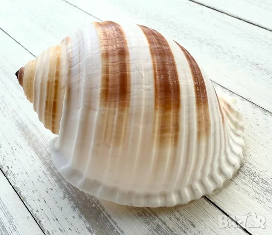 морска раковина от Малдивите 