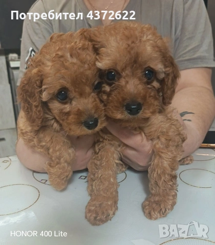 Той пудел момичета