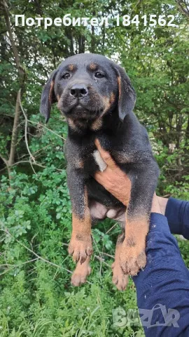 продават се гончета , снимка 1