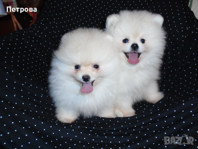 Продавам две мини померанчета момчета, снимка 4 - Померан - 52743914