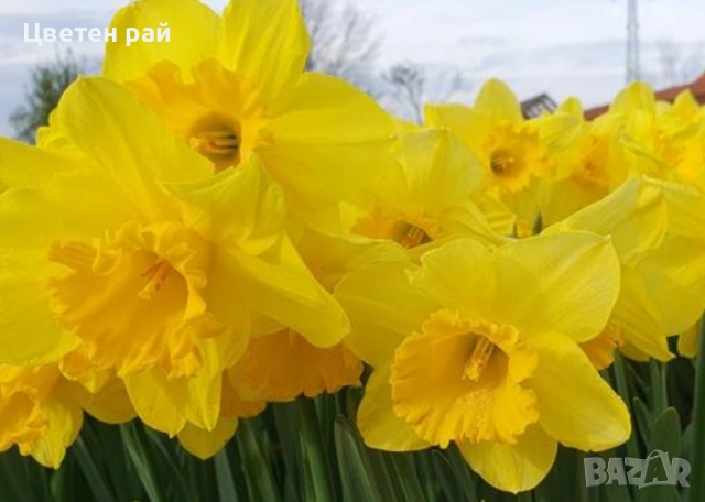 Нарциси в саксия с едри цветове 