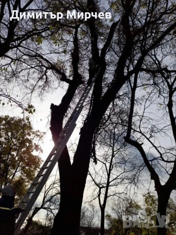 Рязане на високи опасни дървета Косене на тревни площи, снимка 15 - Други услуги - 50980475