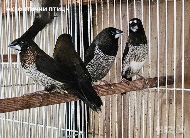 Японски Амадини! , снимка 6 - Амадини - 53611225