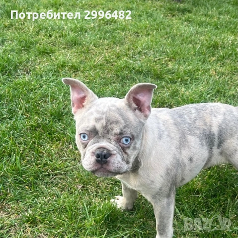 Френски булдог , снимка 4 - Френски булдог - 52567202