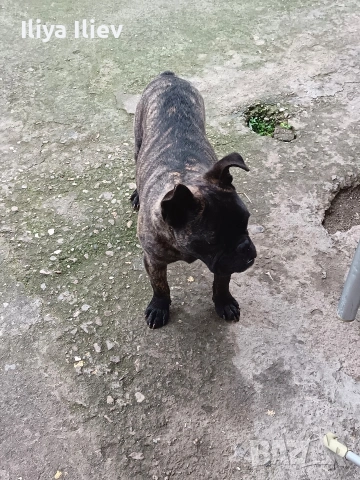 френски булдок 8 месеца , снимка 4 - Френски булдог - 53402657