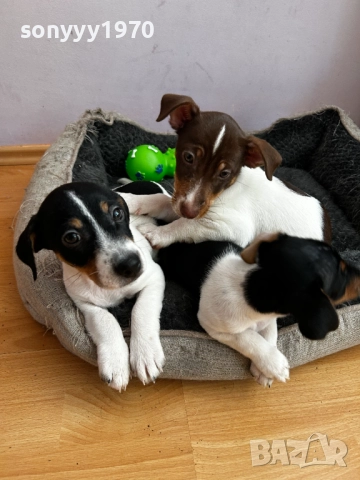 ПРОДАВАМЕ ДЖАК РЪСЕЛ ЖЕНСКО 2710251941, снимка 3 - Джак ръсел териер - 52202849