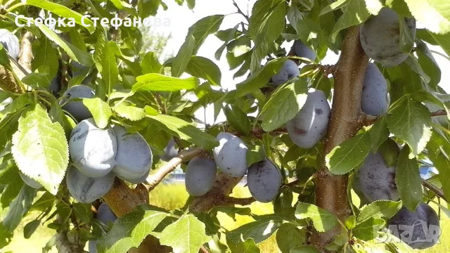 Продавам сини сливи