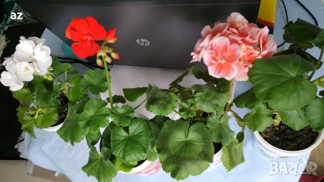 Мушкато Бългаско, снимка 12 - Стайни растения - 49927171