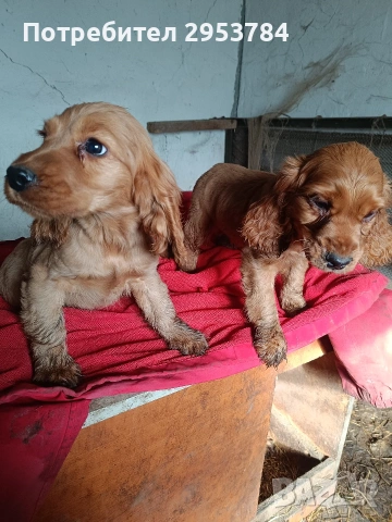 кокер шпаньол , снимка 3 - Кокер шпаньол - 53031599