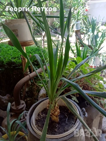 Палма Юка-студоустойчива,дворна-60-70см., снимка 5 - Градински цветя и растения - 51234539