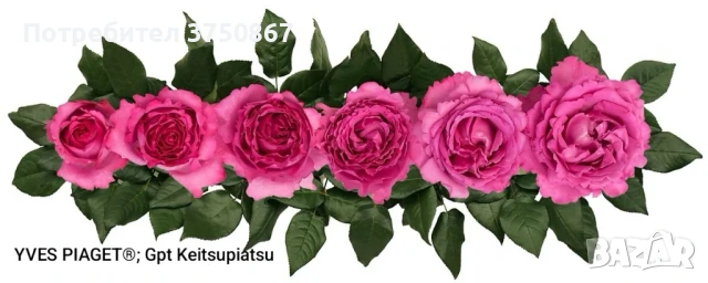 🌹РОЗА🌹 YVES PIAGET®; Gpt Keitsupiatsu 🌹, снимка 8 - Градински цветя и растения - 51135710