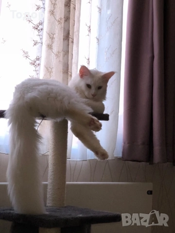 Продавам бял Мейн Куун, 10 месеца, снимка 5 - Мейн кун - 53503569