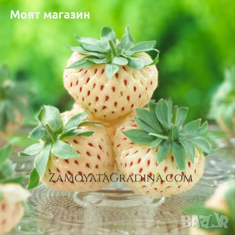 Бяла Ягода - Ананасова Ягода!, снимка 6 - Градински цветя и растения - 53645743