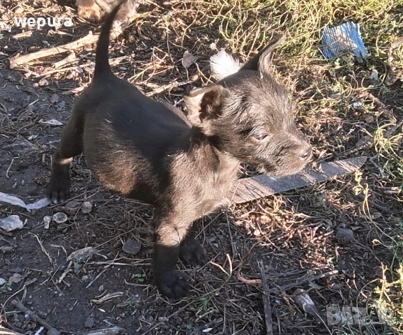  кученца, снимка 3 - Други - 49173771