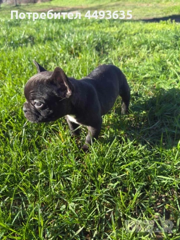 Френски булдог, снимка 6 - Френски булдог - 52665830