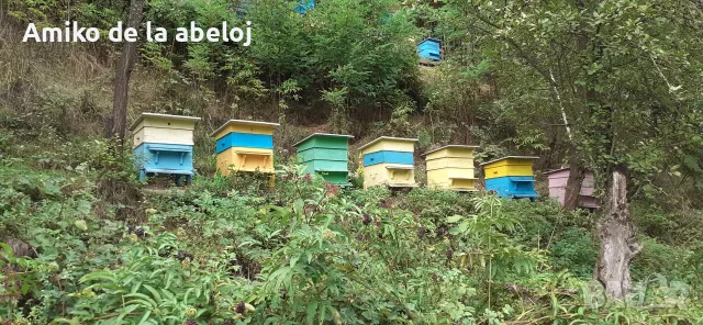 Продавам пчелен мед, добит от собствени пчелни семейства, снимка 3 - Пчелни продукти - 55763836
