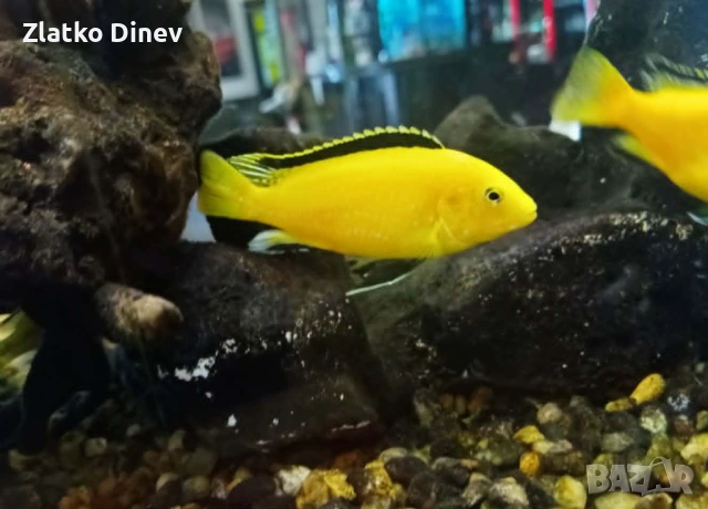 Продавам Малави цихлиди