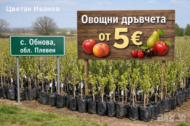 Овощни дръвчета качествени фиданки на достъпни цени!