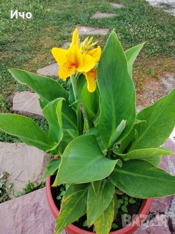 Цвете Кана, снимка 1 - Градински цветя и растения - 35847759