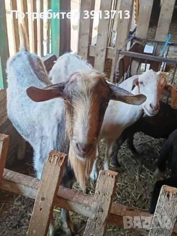Коза, Пръч и коч за разплод, снимка 2 - Кози - 55777003