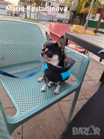 Чихуахуа за разплод