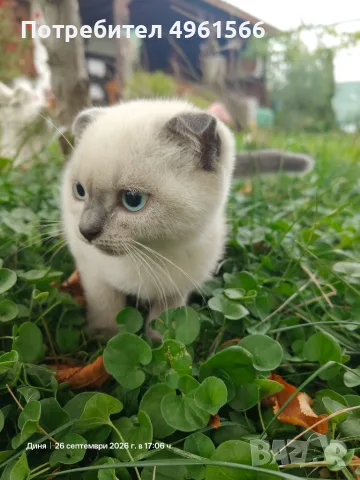 Клепоухи Британчета, снимка 3 - Други животни - 56245550