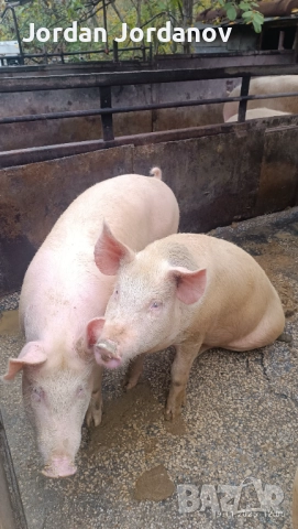 Бели прасета за клане 