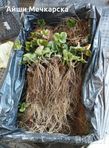 Предлагам разсад ягоди сорт Алба , снимка 6 - Разсади - 53663849