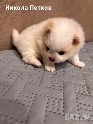 Померан , снимка 5 - Померан - 52997212