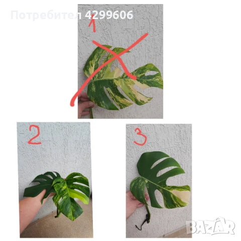 Резници Монстер Yellow, Tai, Alba, снимка 1