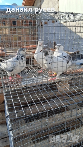 Английски типлери, снимка 10 - Гълъби - 51157443