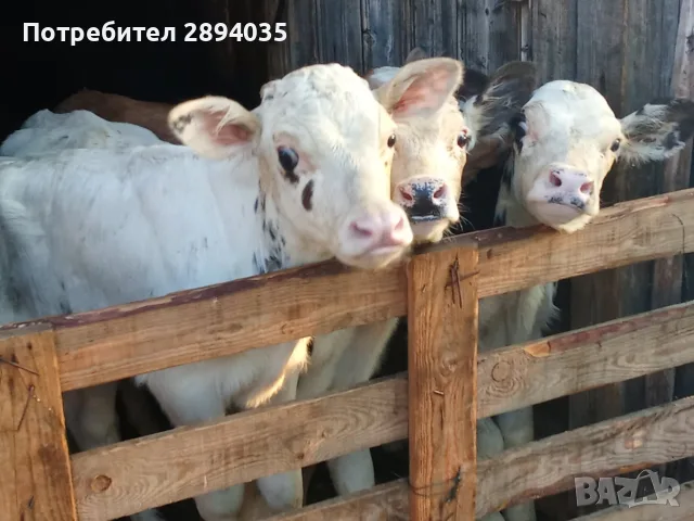 бозайници 6 бройки 