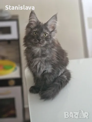 котенца Мейн Куун, снимка 4 - Мейн кун - 55670869