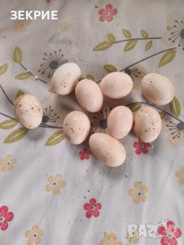Продавам Домашни Оплодени Яйца от ШАБО, снимка 6 - Кокошки и пуйки - 53608373