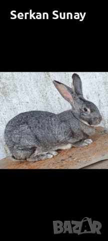 Заек , снимка 2 - Изгубени/намерени - 53740395