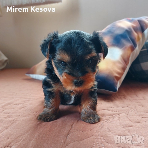 Мини йоркширски териер (мини йорки) момченца