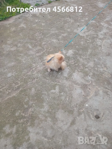 Немски шпиц , снимка 2 - Немски шпиц - 51460822