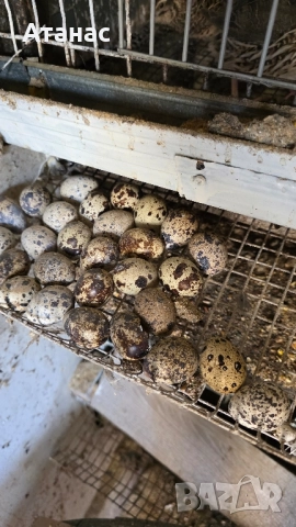 Пъдпъдъци и оплодени пъдпъдъчи яйца, снимка 4 - Домашни продукти - 50269602