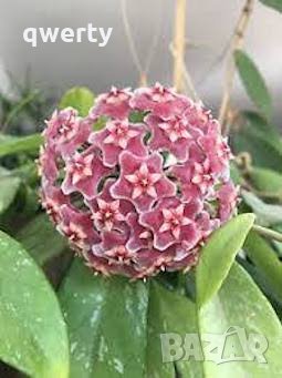 Hoya Pubicalyx - Хоя Пубикаликс