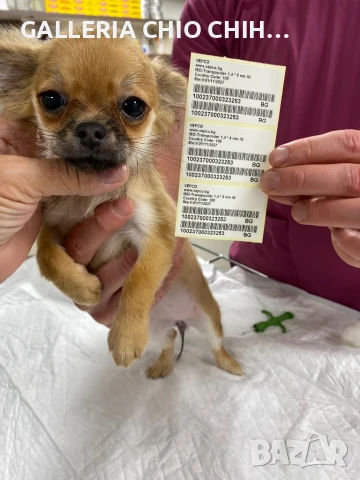 Чистокръвно мъжко и женско чихуахуа, снимка 1