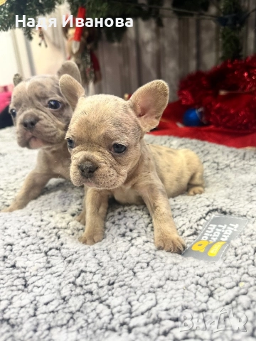 Френски булдог - Мерле