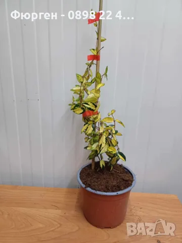 Жасмин вечно зелен Ароматен Налични 4 вида , снимка 15 - Разсади - 44925163