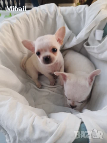 Продавам чихуахуа, снимка 13 - Чихуахуа - 51161252