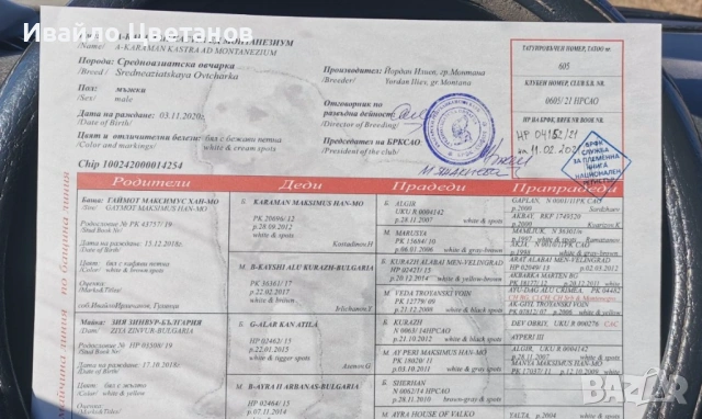 Алабай, снимка 3 - Средноазиатска овчарка - 53174361