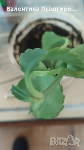 Каланхое дегреминтиана , снимка 6 - Стайни растения - 52594230